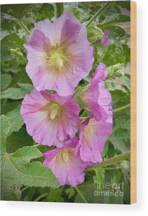 Hollyhocks Wood Print featuring the photograph Pink Hollyhocks with Soft Vignette by Carol Groenen