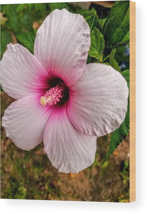 Colorful Wood Print featuring the photograph Pink In Bloom by Aaron Martens