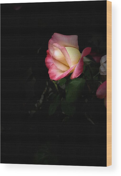 Rose Pink Tipped Black Background Yellow Sandiego Backyard Sooc Wood Print featuring the digital art Pink Tipped Rose by Kathleen Boyles