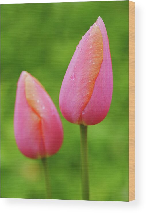 Backyard Wood Print featuring the photograph Pink Tulips Vertical by Todd Bannor