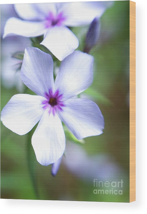 Color Wood Print featuring the photograph Portrait of Chattahoochie Phlox by Dorothy Lee