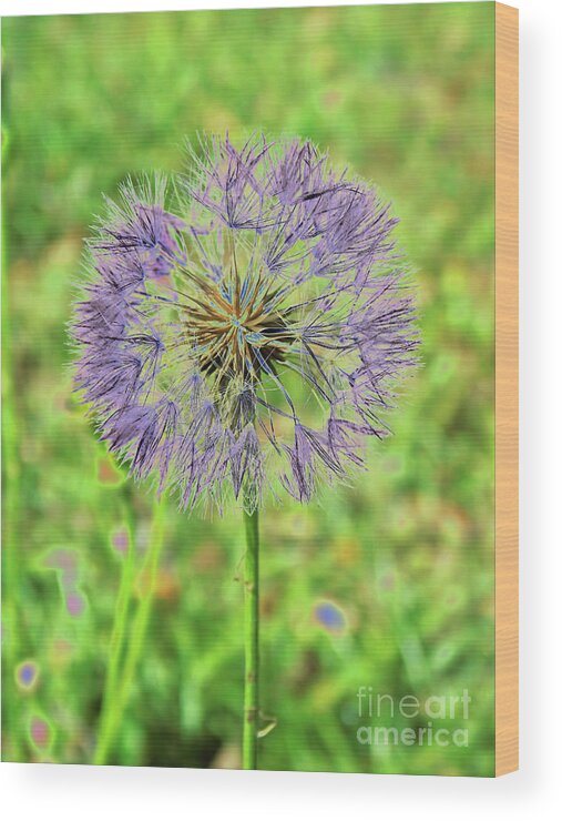 Seeds Wood Print featuring the photograph Purple Puffball by D Hackett