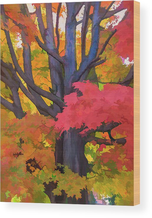 Tree Wood Print featuring the photograph Red Maple Frosting 3 by Ginger Stein