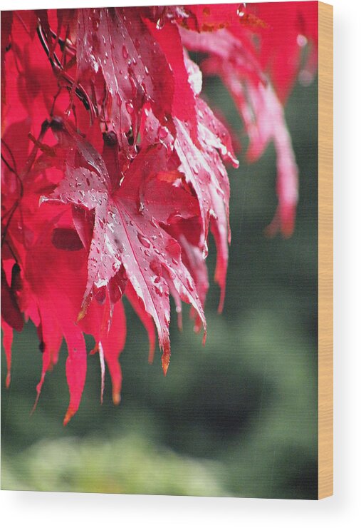 Leaves Wood Print featuring the photograph Red Maple by Micki Findlay