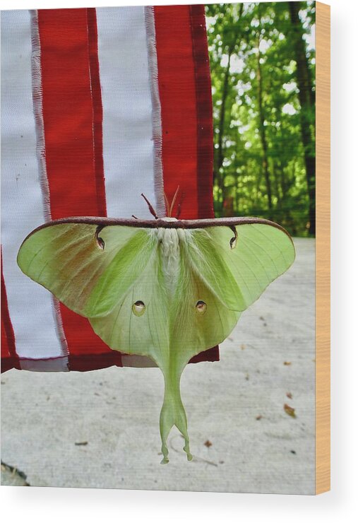 Luna Moth Wood Print featuring the photograph Red, white and green by Lynn Hunt