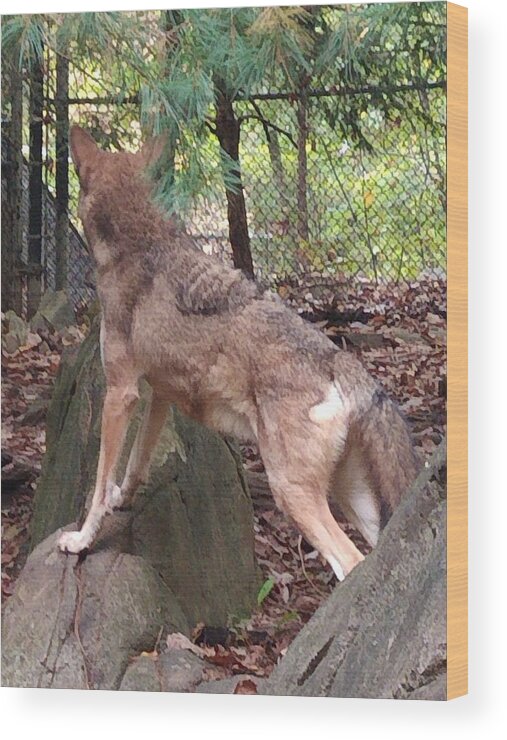 Wolf Wood Print featuring the photograph Red Wolf Asheboro NC Zoo by Kim Galluzzo