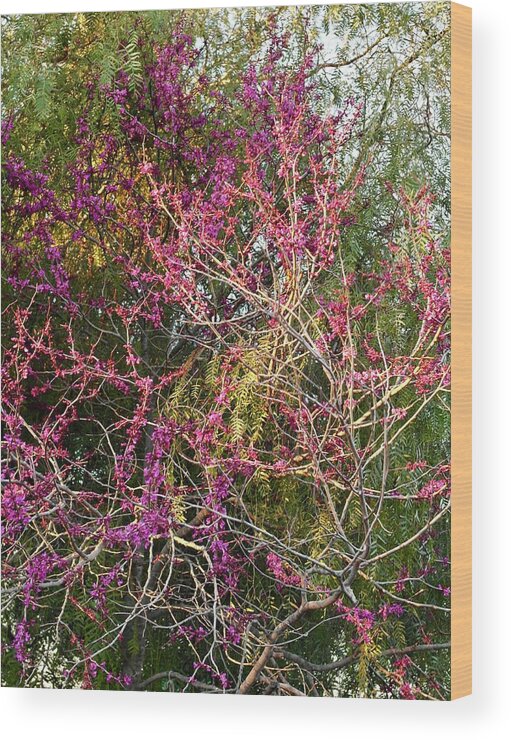 Oklahoma Redbud Wood Print featuring the photograph Redbud in Sunset Light and Shadow by Michele Myers