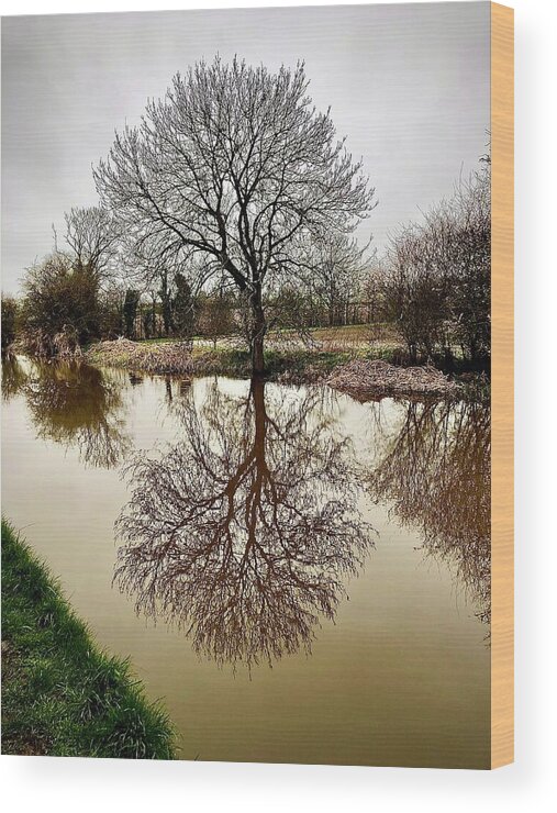 Tree Wood Print featuring the photograph Reflection by Gordon James