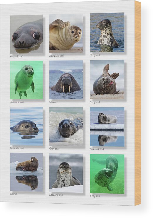 Collage Wood Print featuring the photograph Seals Collection by Arterra Picture Library