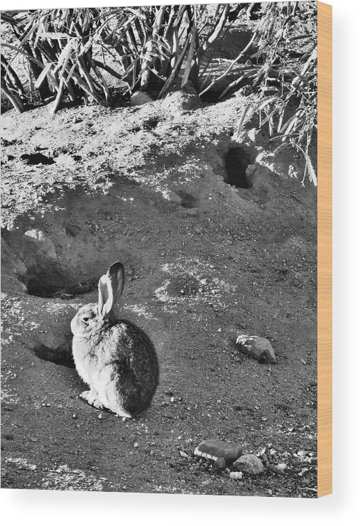 Shadows Wood Print featuring the photograph Shadow Bunny by Judy Kennedy