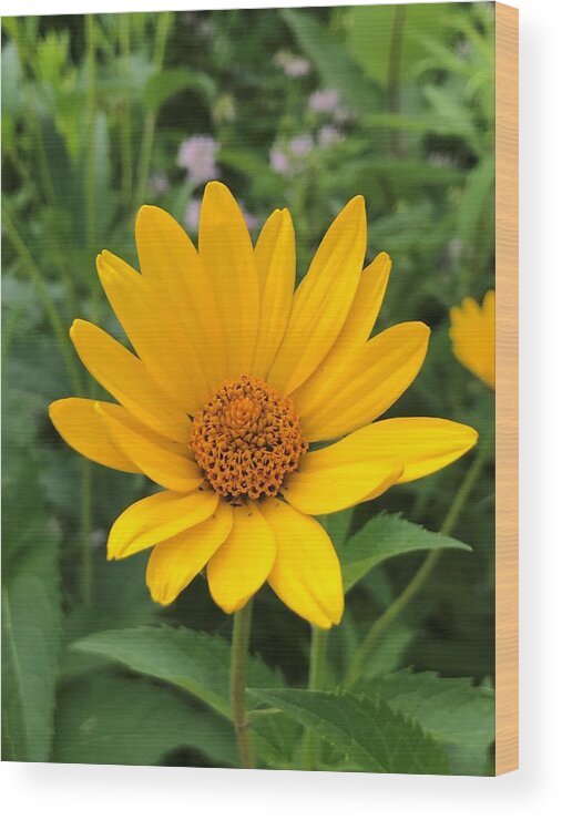 Yellow Daisy Wood Print featuring the photograph Simple Yellow Daisy by Rachelle Stracke