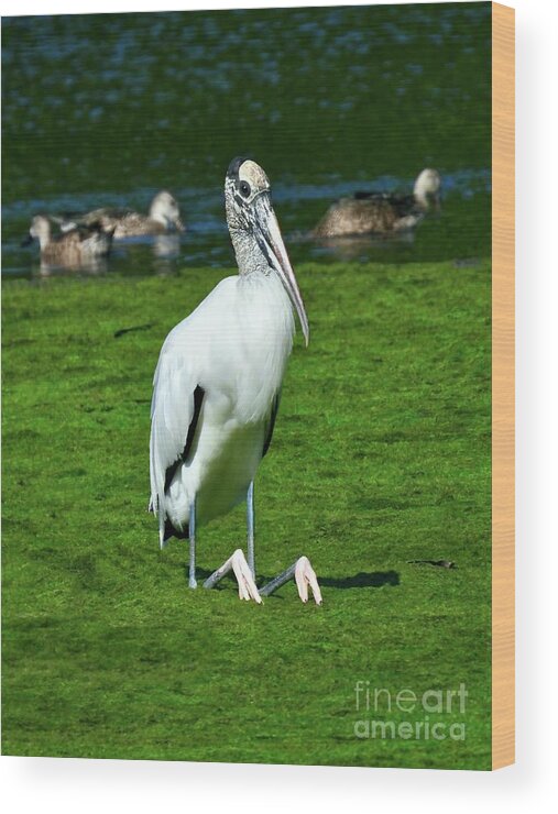 Wood Stork Wood Print featuring the photograph Sitting Stork - Vertical by Beth Myer Photography