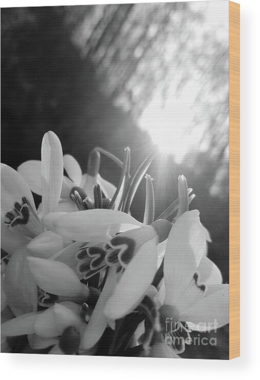 Sunrise Wood Print featuring the photograph Spring Flowers Enlighted With Sun Rays BNW by Leonida Arte