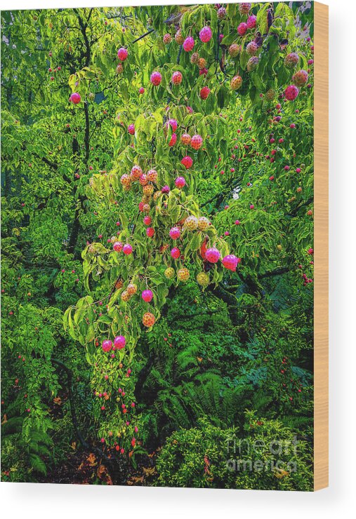 Jon Burch Wood Print featuring the photograph Spring Growth by Jon Burch Photography