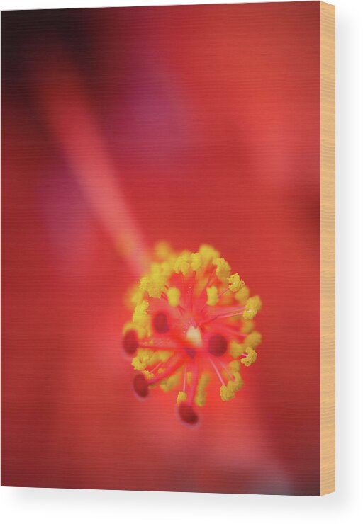 Red Wood Print featuring the photograph Stamen by M Kathleen Warren