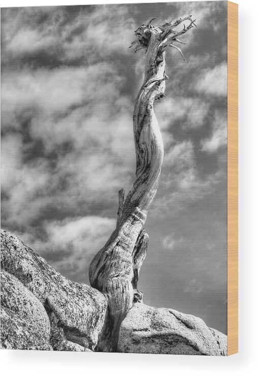 Yosemite Wood Print featuring the photograph Still Standing by Joe Schofield