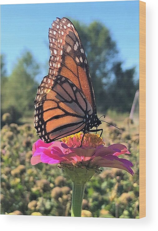 Monarch Butterfly On Zinnia Wood Print featuring the photograph Summer Delight by Rachelle Stracke