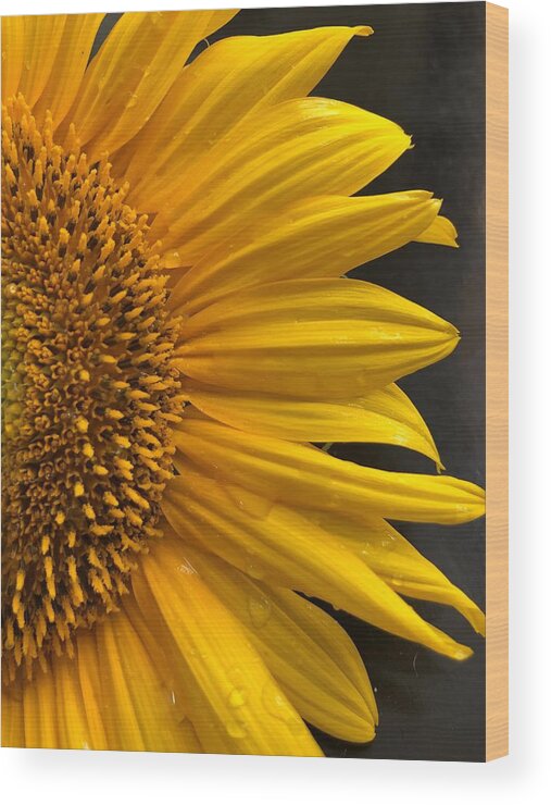 Sunflower Wood Print featuring the photograph Sunflower and Raindrops by Rachelle Stracke