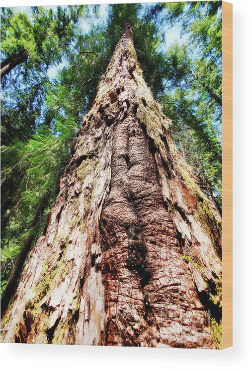 Tree Wood Print featuring the photograph The Brightest Tree by Janie Johnson