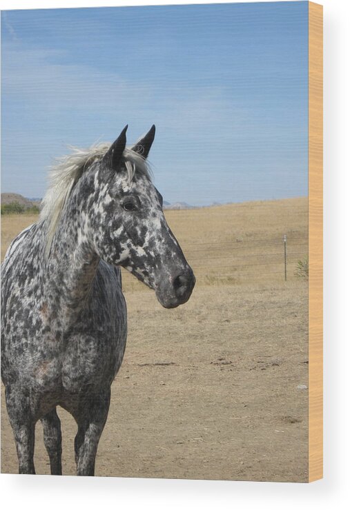 Appaloosa Wood Print featuring the photograph The Diva by Katie Keenan