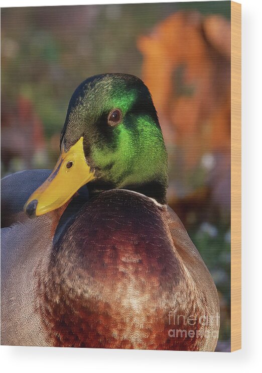 Ducks Wood Print featuring the photograph The Emerald Mallard Duck by Chris Scroggins