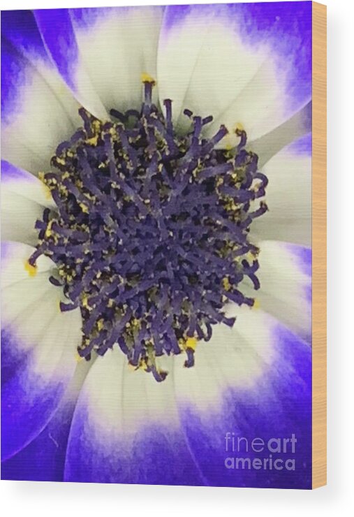 Homeopathy Wood Print featuring the photograph The So Insightful Cineraria by Tiesa Wesen
