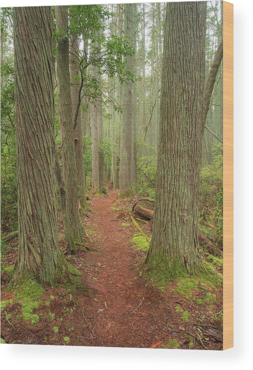 New Jersey Wood Print featuring the photograph Towering Cedars Along The Trail by Kristia Adams