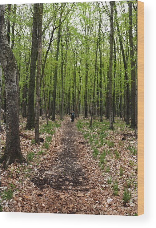 Hiking Wood Print featuring the photograph Trail in the Forest by James C Richardson