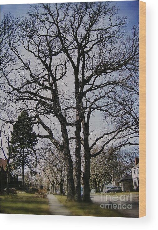 Landscape Wood Print featuring the photograph Tree Branches Stretch Into the Sky by Frank J Casella