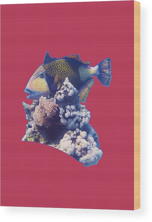 Triggerfish Wood Print featuring the mixed media Triggerfish On A Coral - Red Sea Dive - Viva Magenta Background - by Ute Niemann