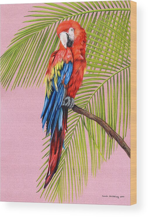 Macaw Wood Print featuring the drawing Tropical Scarlet Macaw by Sarah Stribbling