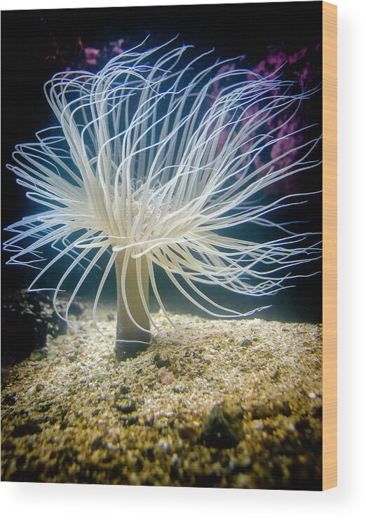 Tube Anemone Wood Print featuring the photograph Tube Anemone by WAZgriffin Digital