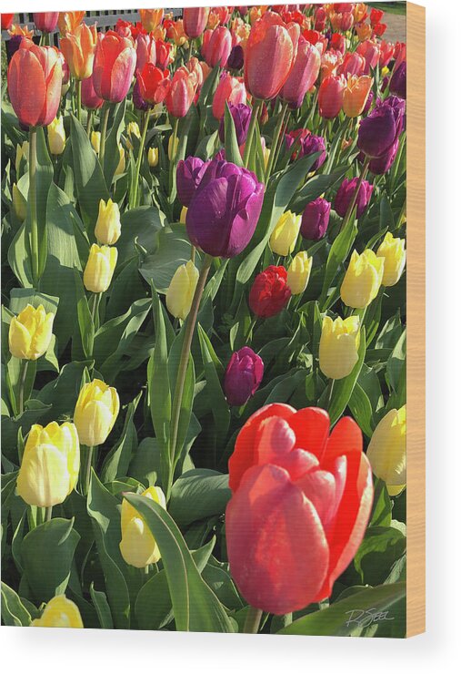 Tulips Wood Print featuring the photograph Tulip Time by Rod Seel