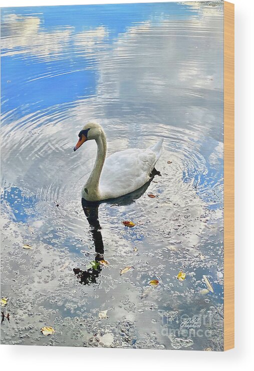 Swan Wood Print featuring the photograph Twin Lakes Swan 3 by CAC Graphics