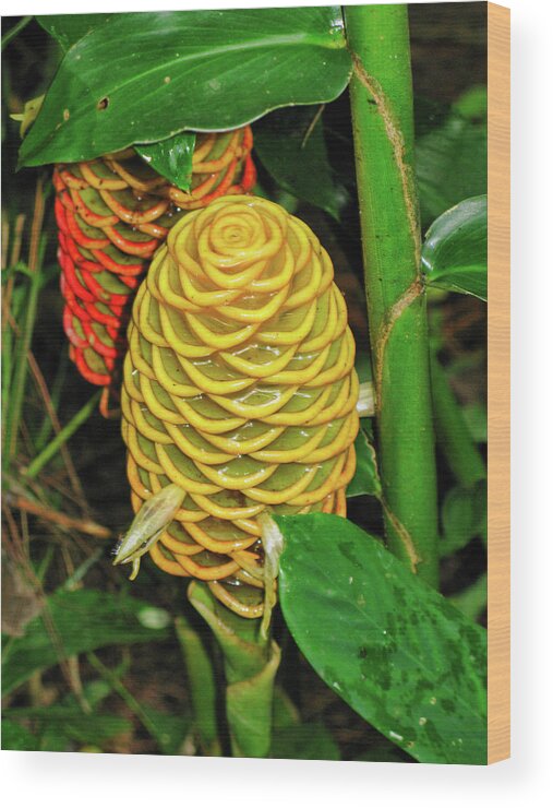 Flora Wood Print featuring the photograph Two exotic flowers by Segura Shaw Photography