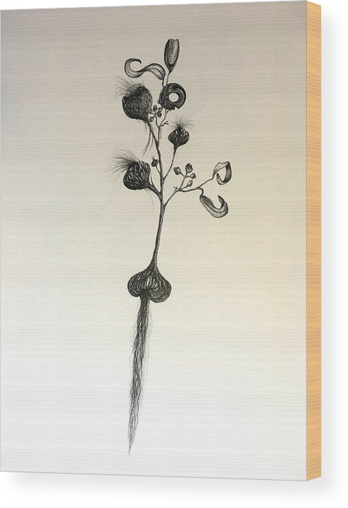 Seed Wood Print featuring the painting Watsonia cross Acacia by Franci Hepburn