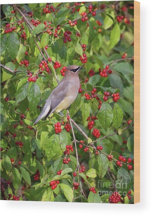 Bird Wood Print featuring the photograph A Feast For the Eyes by Chris Scroggins