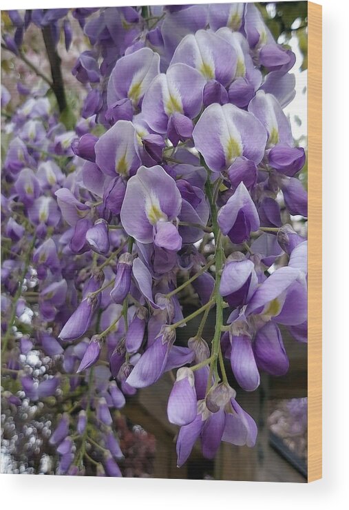 Flower Wood Print featuring the photograph Wisteria by Gerry Bates