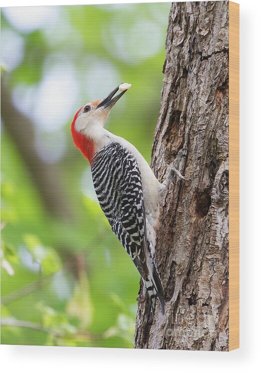 Woodpeckers Wood Print featuring the photograph Woodpecker Cache and Carry by Chris Scroggins
