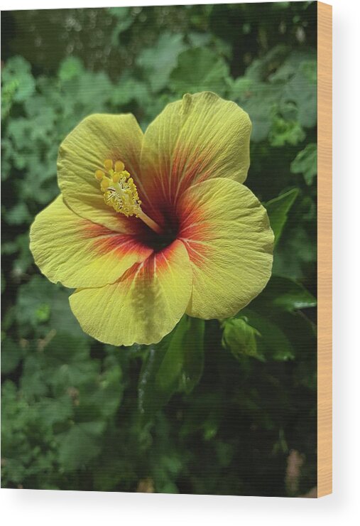 Hibiscus Wood Print featuring the photograph Yellow and Red Hibiscus by Brian Eberly