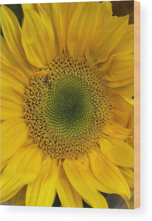 Sunflower Wood Print featuring the photograph Yellow Sunflower by Lisa Pearlman