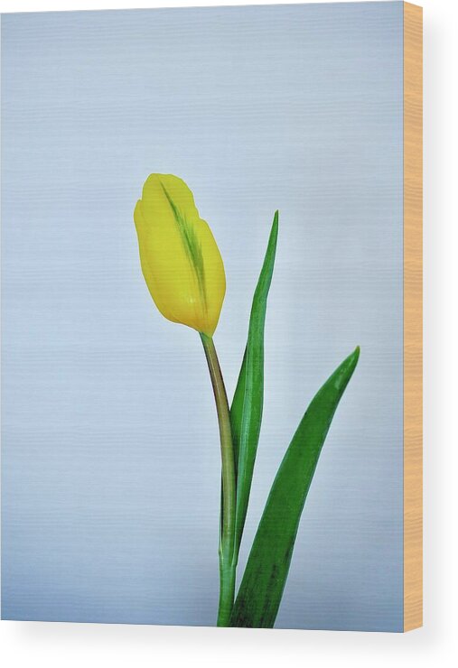 Tulip Wood Print featuring the photograph Yellow Tulip Bud by Alida M Haslett