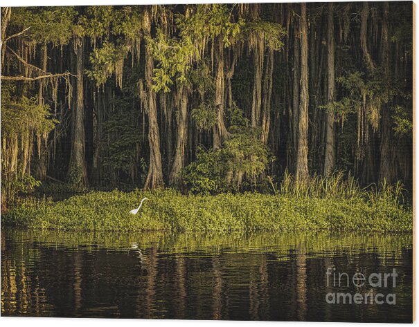 caddo Lake Wood Print featuring the photograph Egret on Caddo Lake by Tamyra Ayles