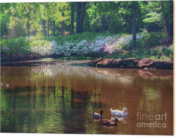 Tamyra Wood Print featuring the photograph Three Ducks at the Azalea Pond by Tamyra Ayles