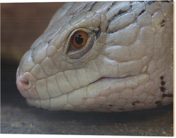 Skink Wood Print featuring the photograph Eastern Blue Tongued Skink by Steev Stamford