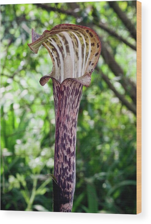 Arisaema Nepenthoides Wood Print featuring the photograph Cobra Lily (arisaema Nepenthoides) #1 by Dr Jeremy Burgess/science Photo Library