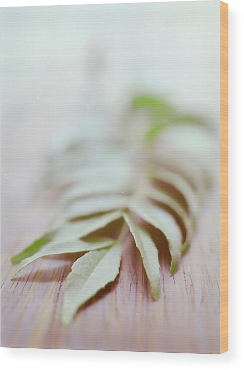Cooking Wood Print featuring the photograph Curry Leaves #1 by Romulo Yanes