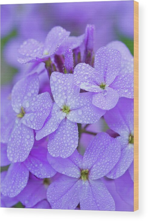 American Garden Wood Print featuring the photograph Dew On Phlox #1 by Michael Lustbader