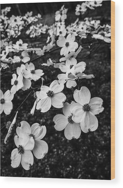 Dogwood Wood Print featuring the photograph Dogwoods #1 by Wayne Meyer