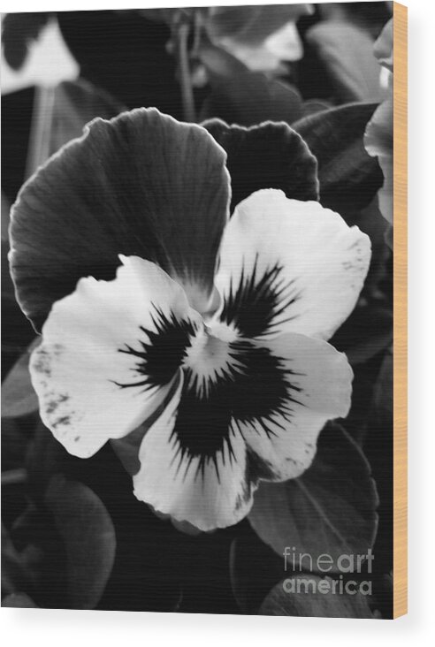 Pansies. Black And White. Photograph. Natural Beauty. Landscape. Rose Wang Image. Rose Wang Art. Wood Print featuring the photograph Pansies #5 by Rose Wang